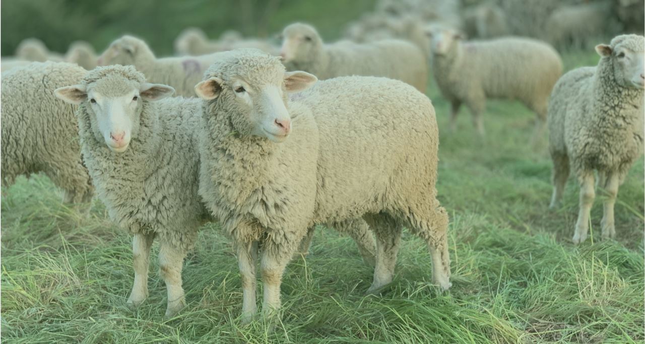 Yleisimpiä eläinsuojelun kysymyksiä