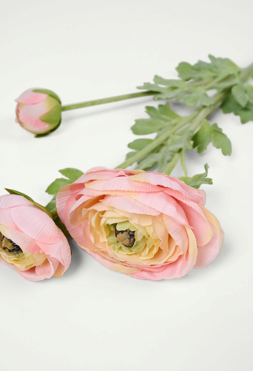 Kukka vaalea koralli - 2