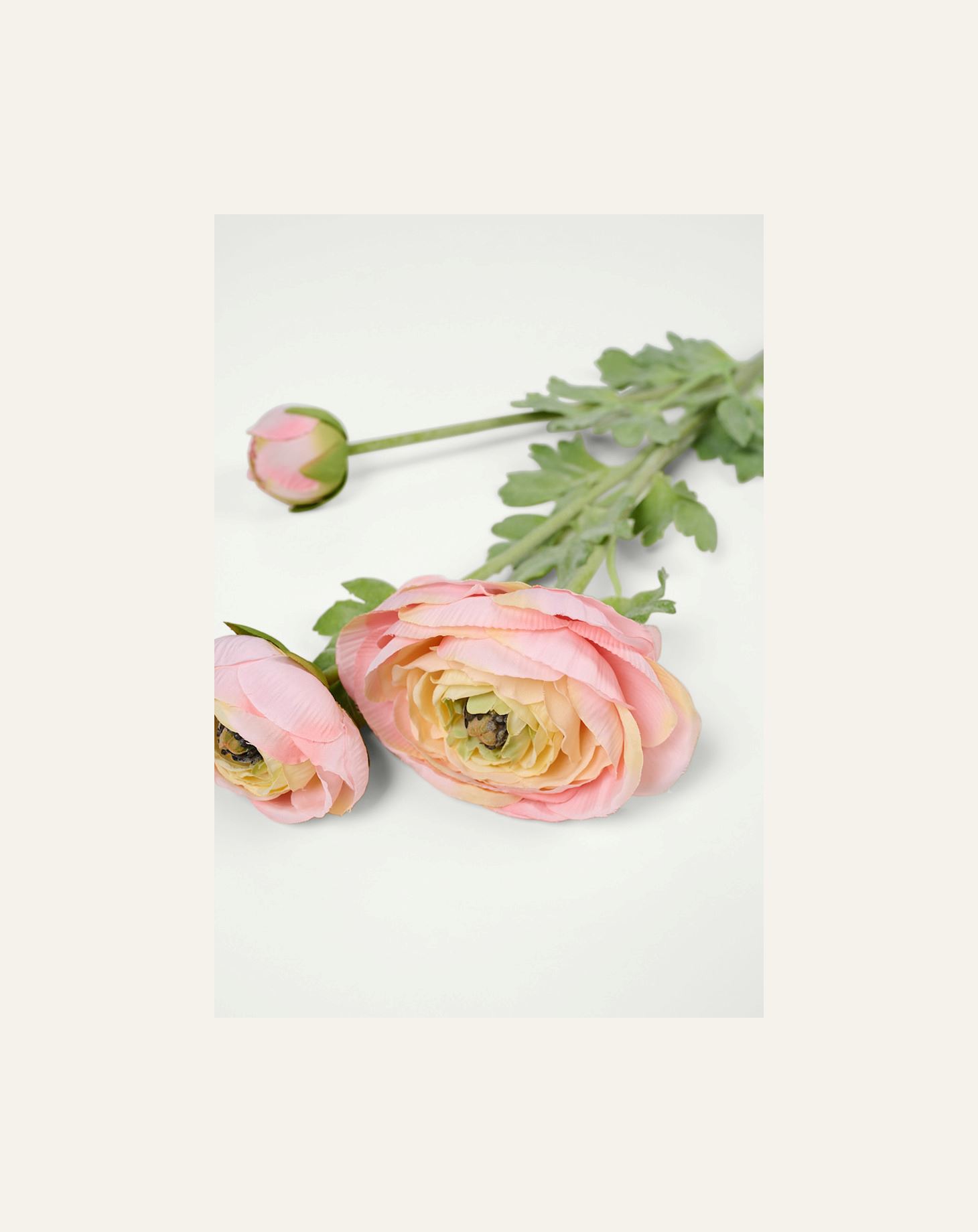 Kukka vaalea koralli - 2