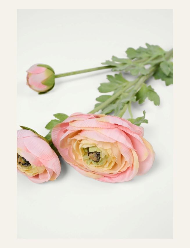 Kukka vaalea koralli - 2