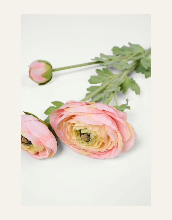 Kukka vaalea koralli - 2