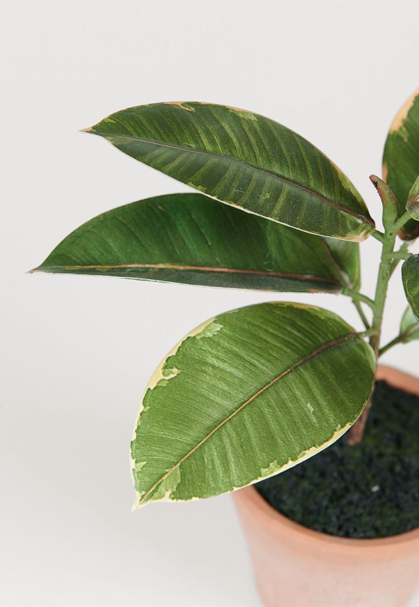 Viherkasvi vihreä - 3