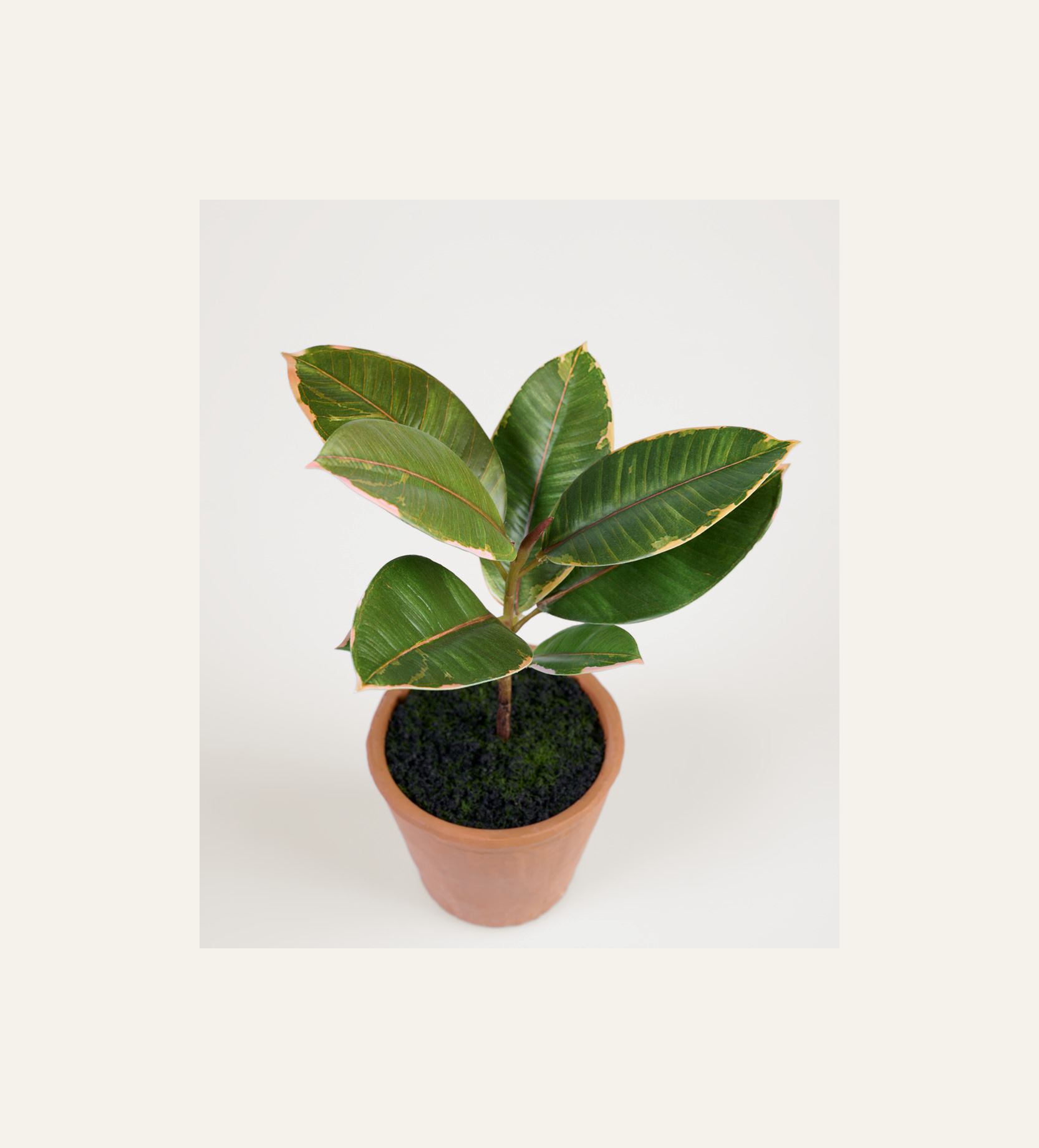 Viherkasvi vihreä - 2