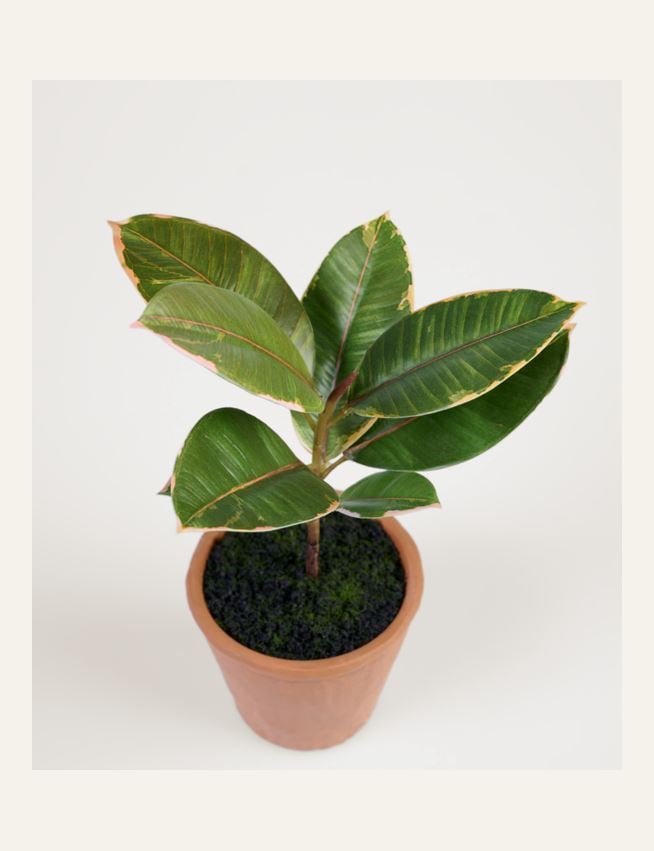 Viherkasvi vihreä - 2