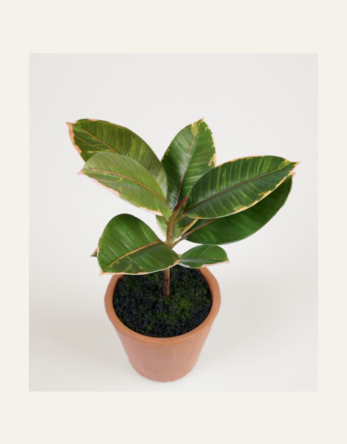 Viherkasvi vihreä - 2