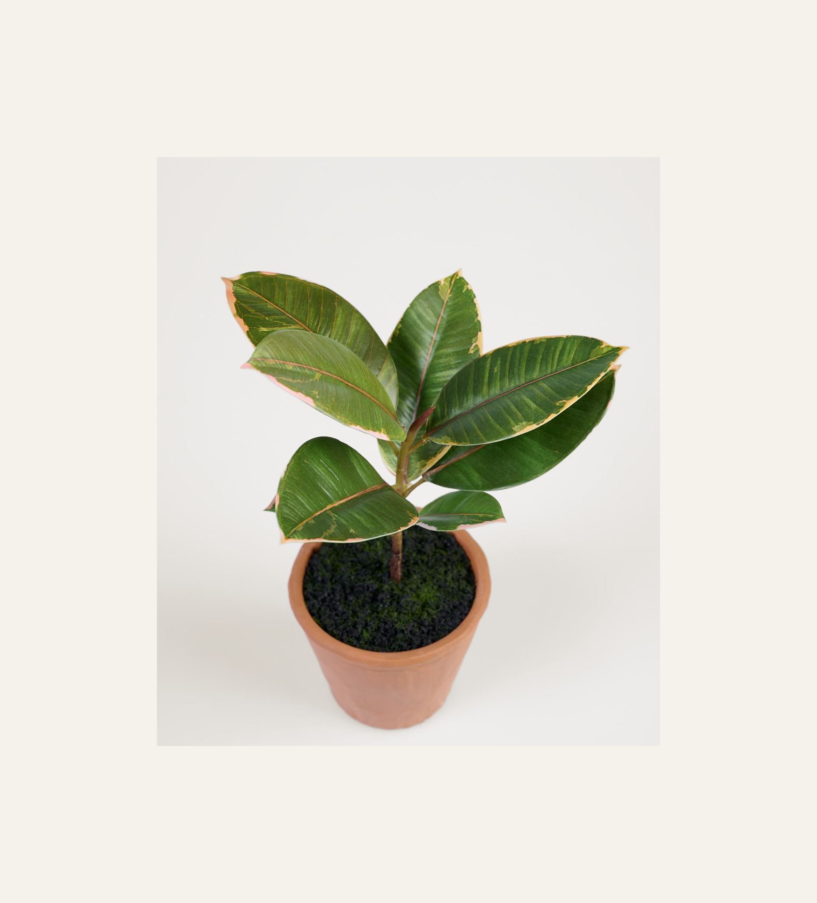 Viherkasvi vihreä - 2