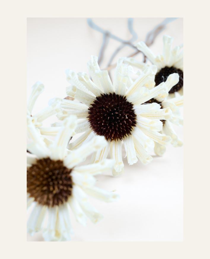 Kuivakukat valkoinen - 74 cm valkoinen - 1