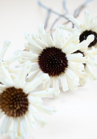 Chrysanthemum white kuivakukat valkoinen