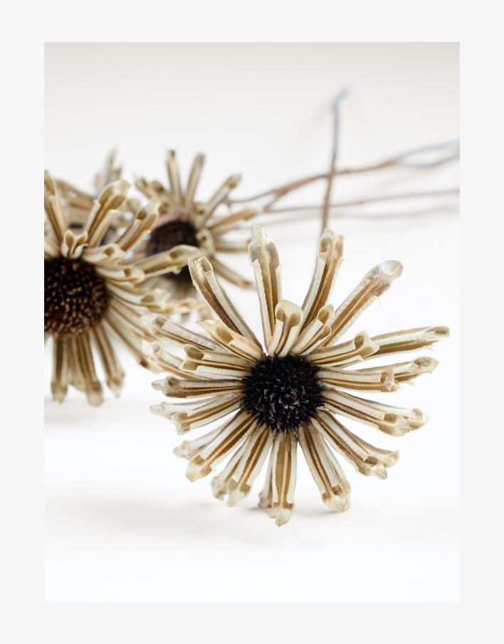 Kuivakukat ruskea - 74 cm ruskea - 1