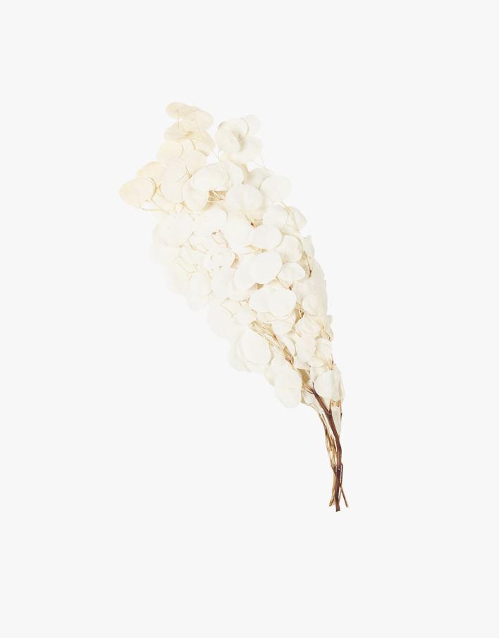 Oksa luonnonvalkoinen - 65 cm luonnonvalkoinen - 1
