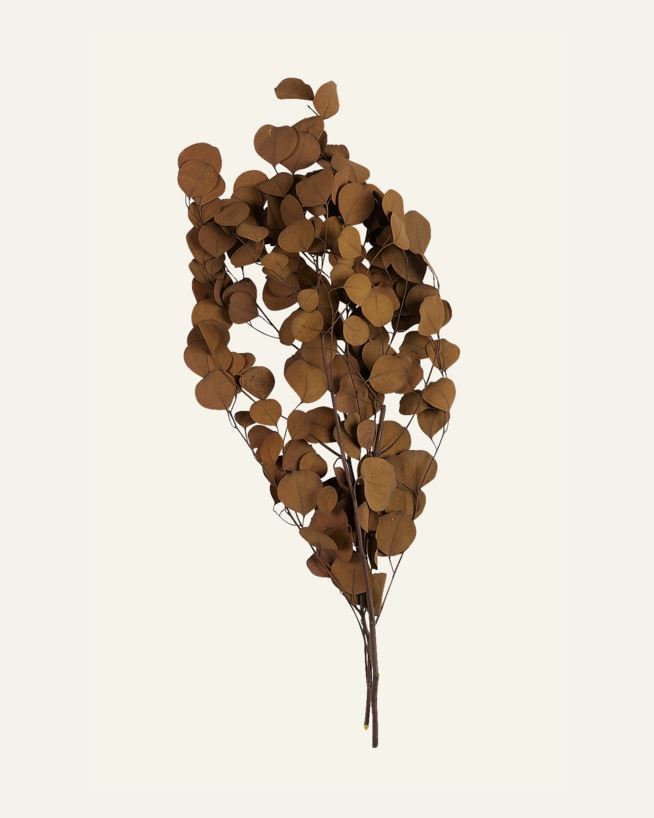 Oksa ruskea - 70 cm ruskea - 1