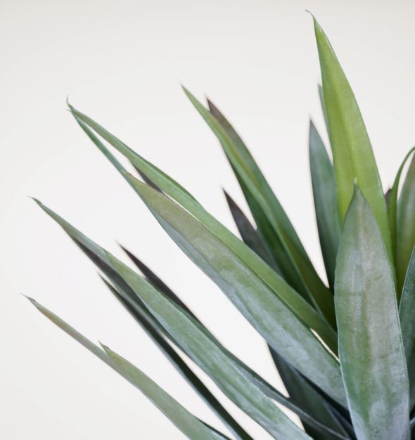 Viherkasvi vihreä - 2