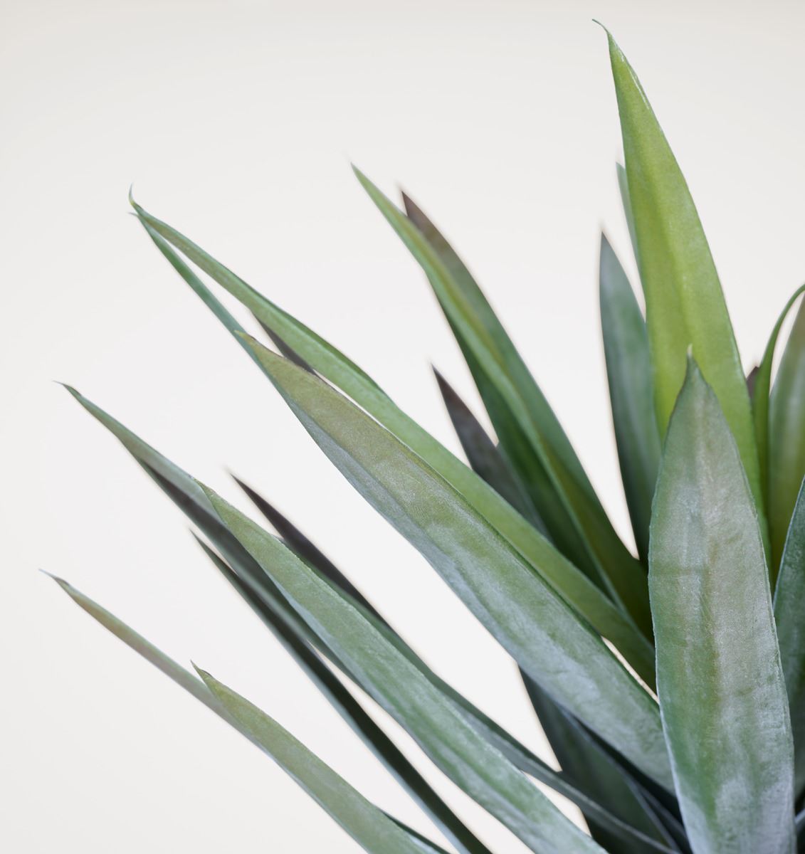 Viherkasvi vihreä - 2