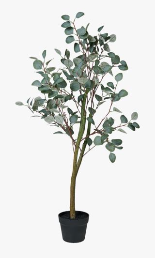 hemtex Eucalyptus tree viherkasvi vihreä