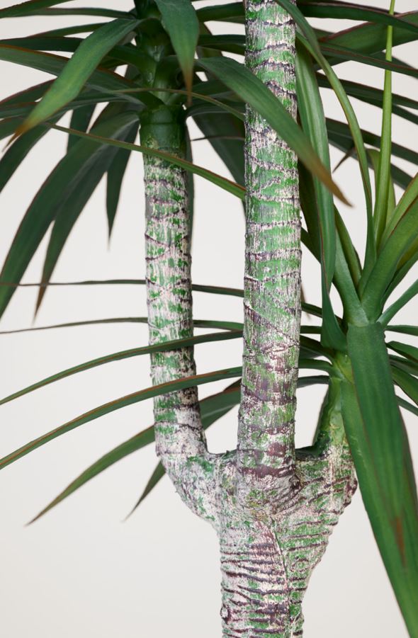 Viherkasvi vihreä - 2