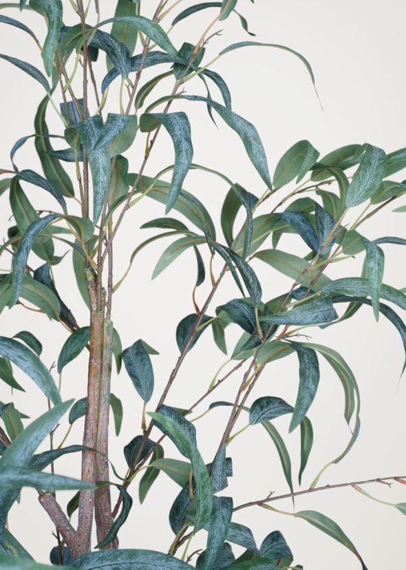 Viherkasvi vihreä - 2