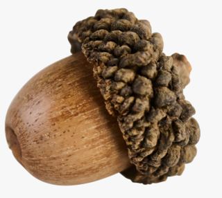 hemtex Natural acorn koriste ruskea