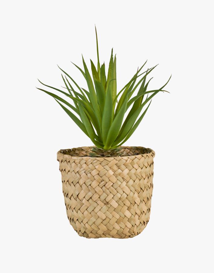 Viherkasvi moniväri/vihreä - 8,5x8,5x17 cm moniväri/vihreä - 1