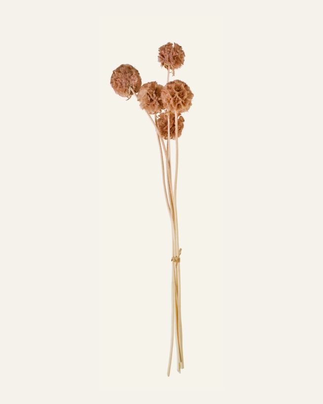 Kuivakukat ruskea - 30 cm ruskea - 1