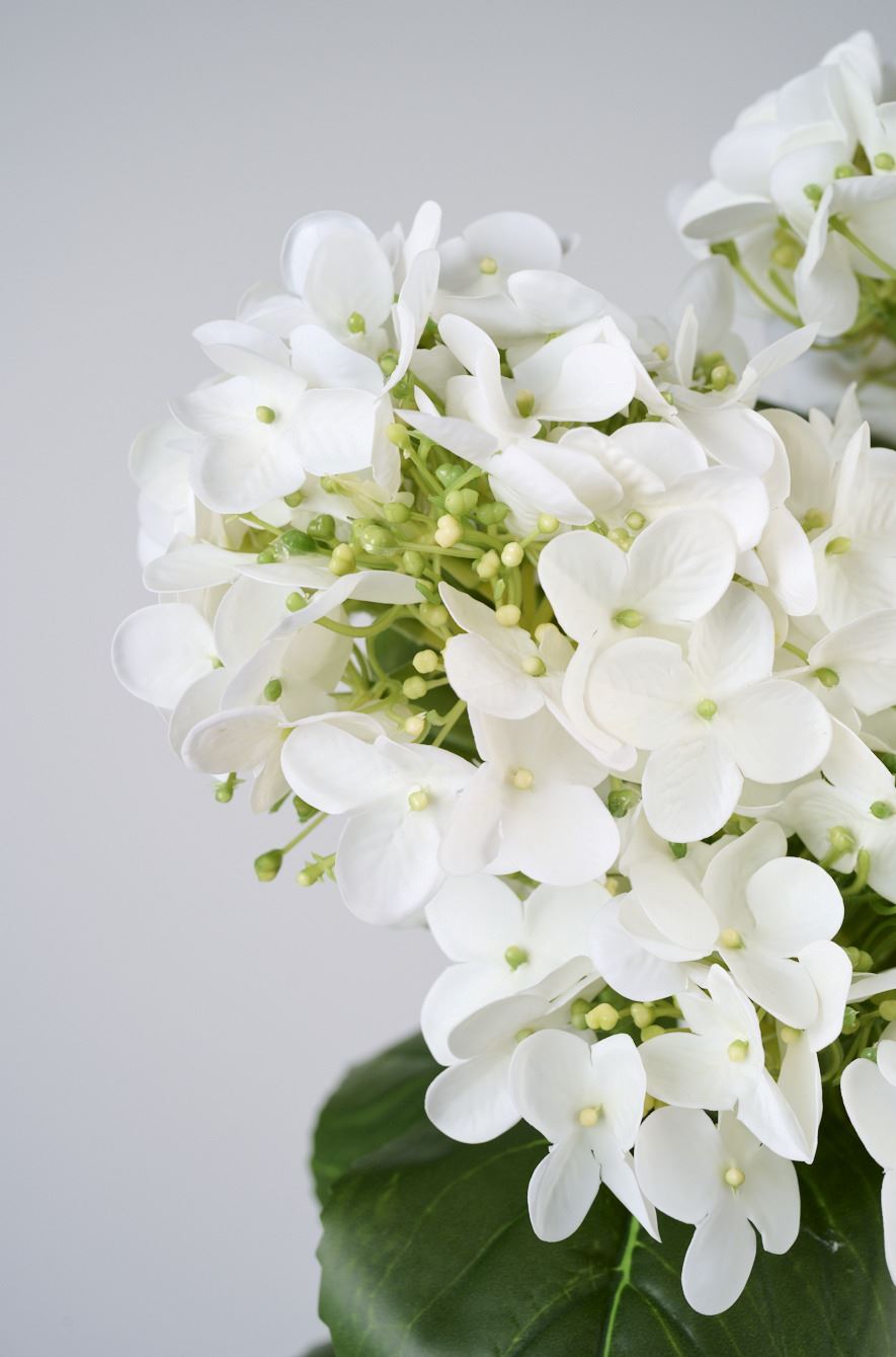 Viherkasvi valkoinen - 2