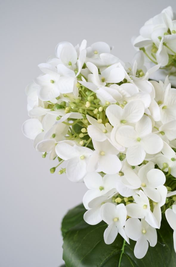 Viherkasvi valkoinen - 2