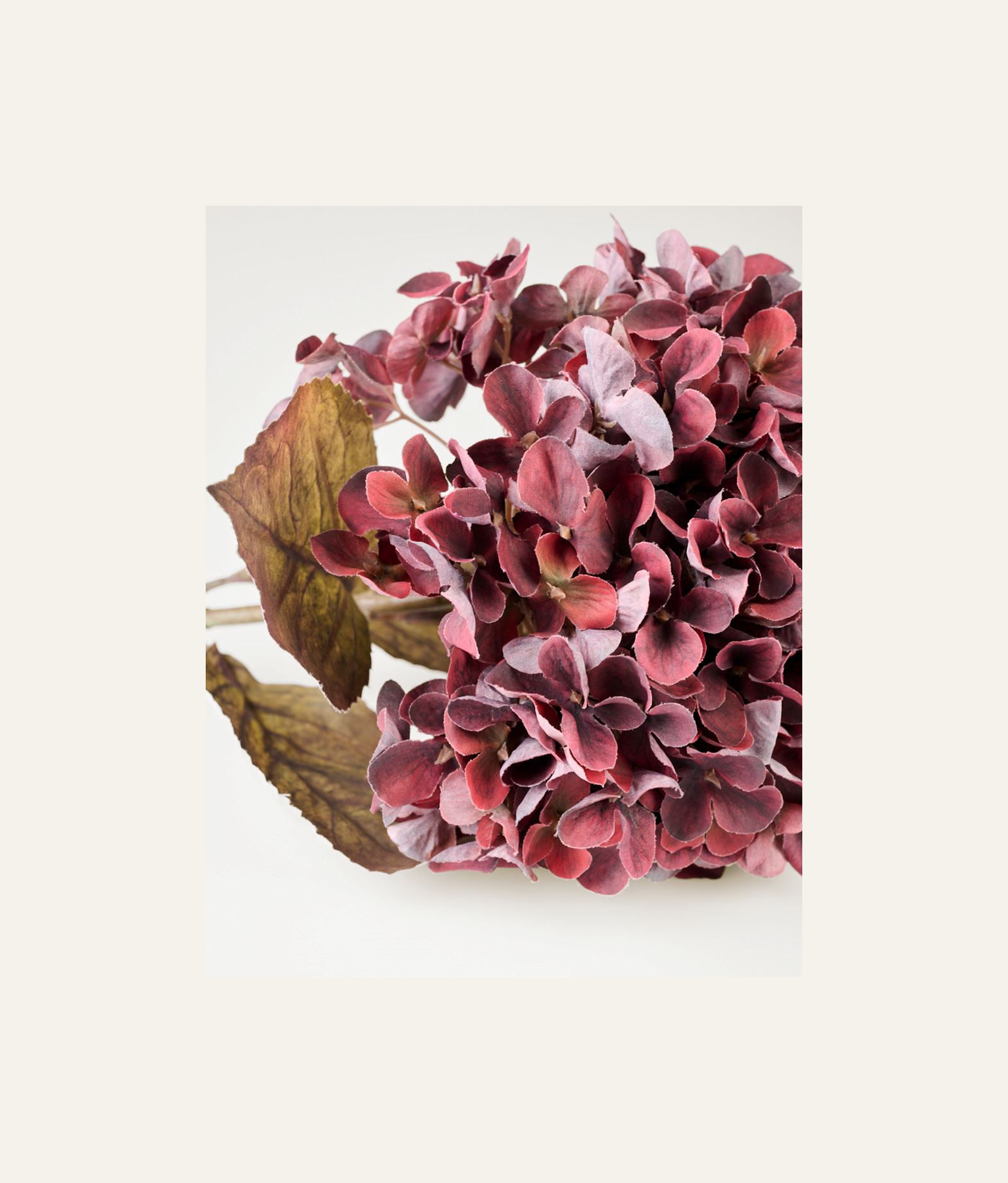 Kukka viininpunainen - 2