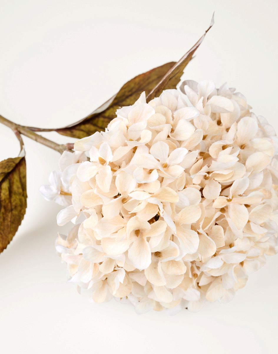 Kukka luonnonvalkoinen - 3