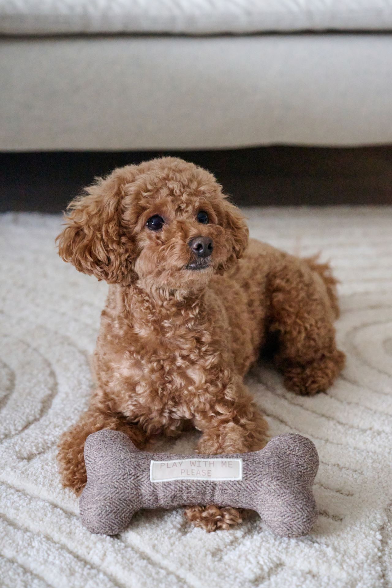 Koiranlelu harmaa - 2