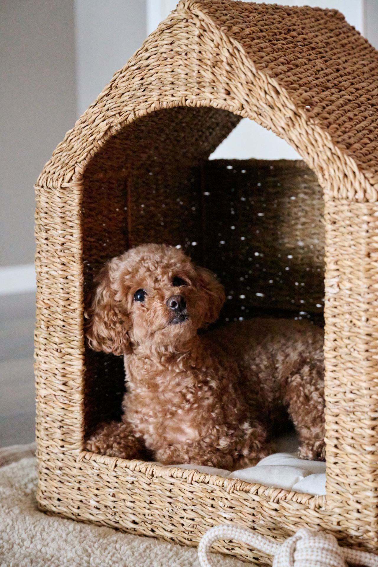 Koiran peti luonnonväri - 2