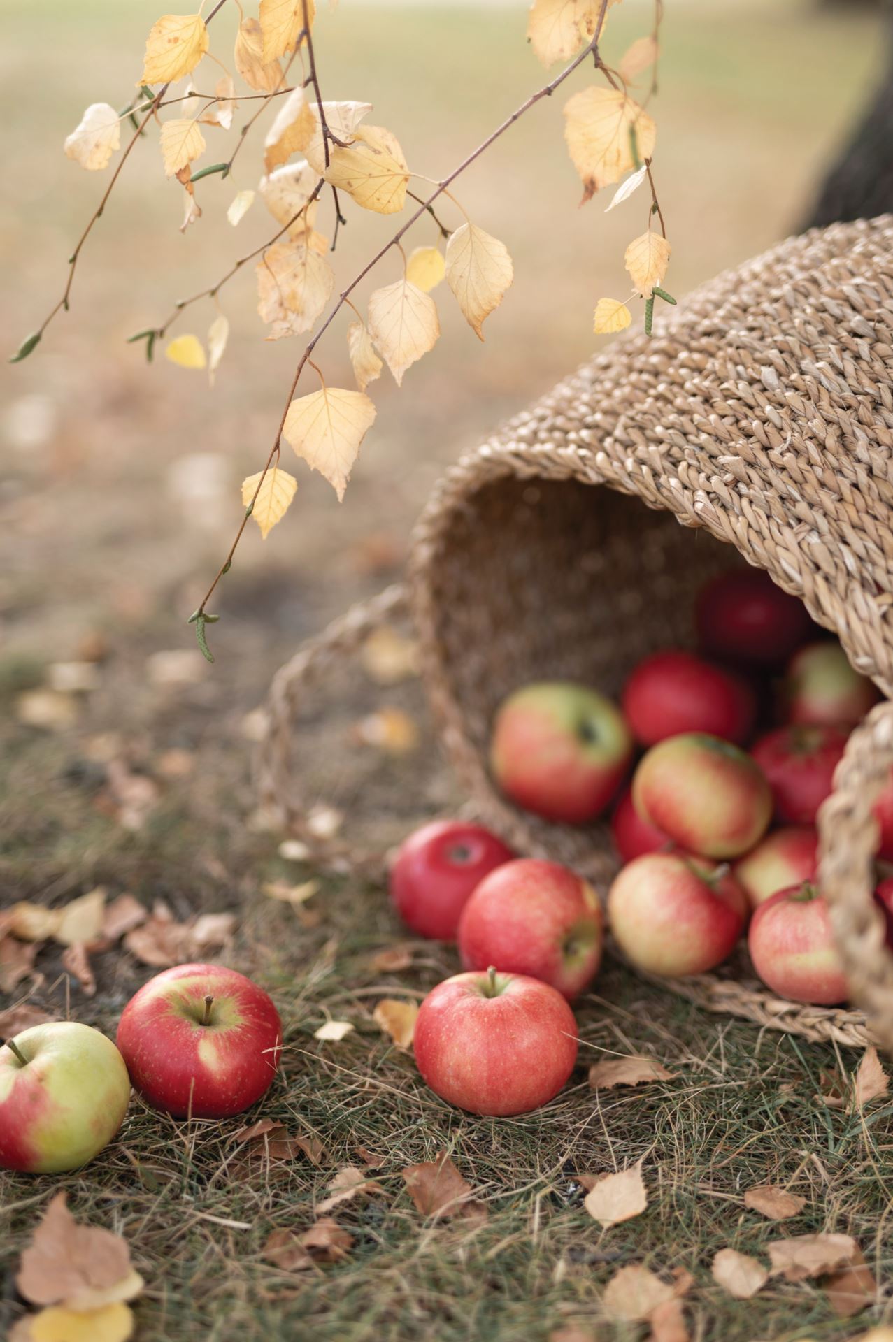 Kori luonnonväri - 5