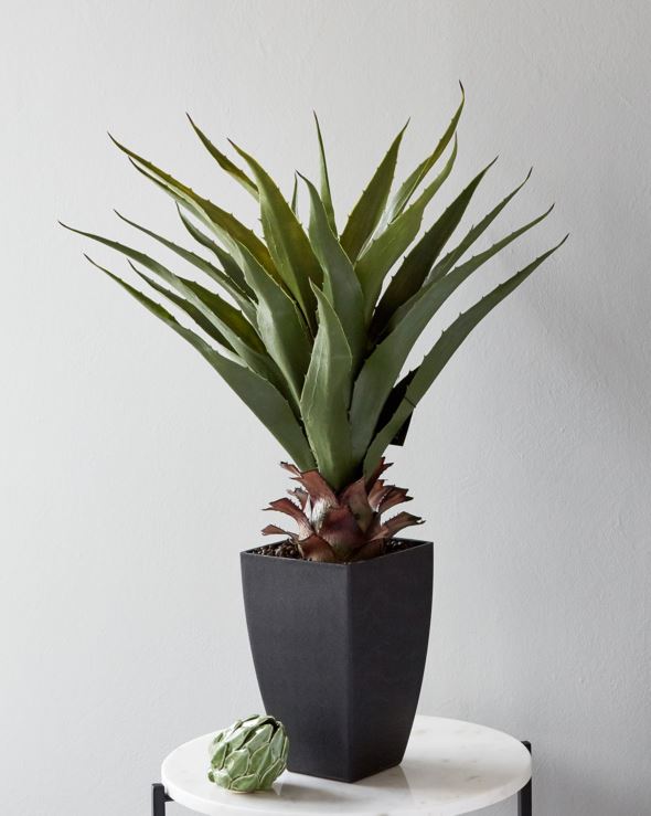 Viherkasvi vihreä - 2