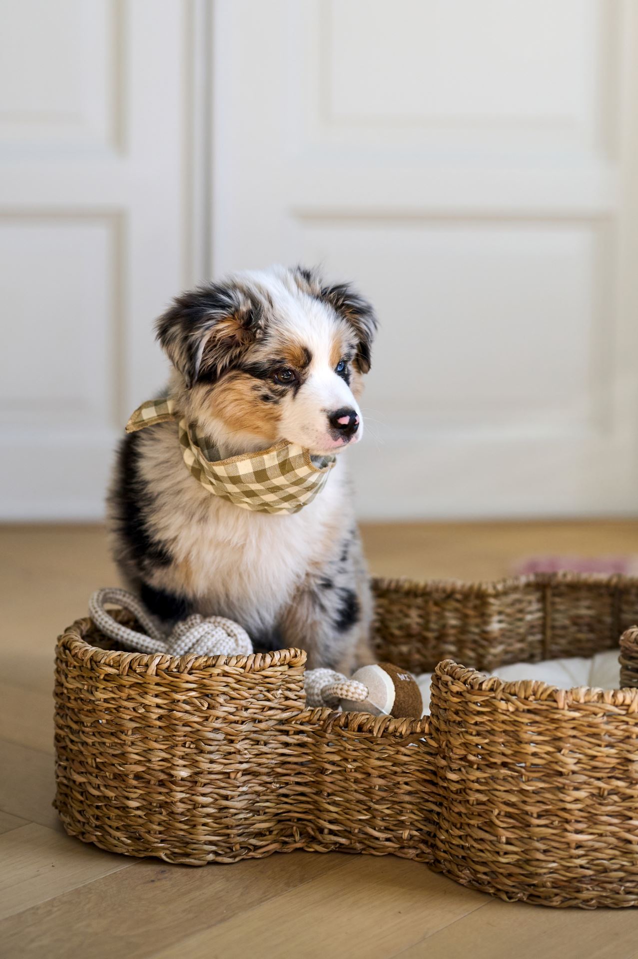 Koiran peti luonnonväri - 6