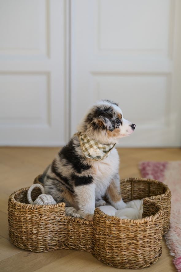 Koiran peti luonnonväri - 2