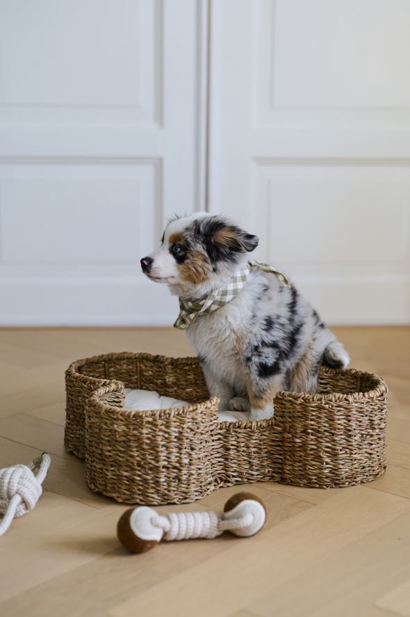 Koiranlelu moniväri/valkoinen - 4