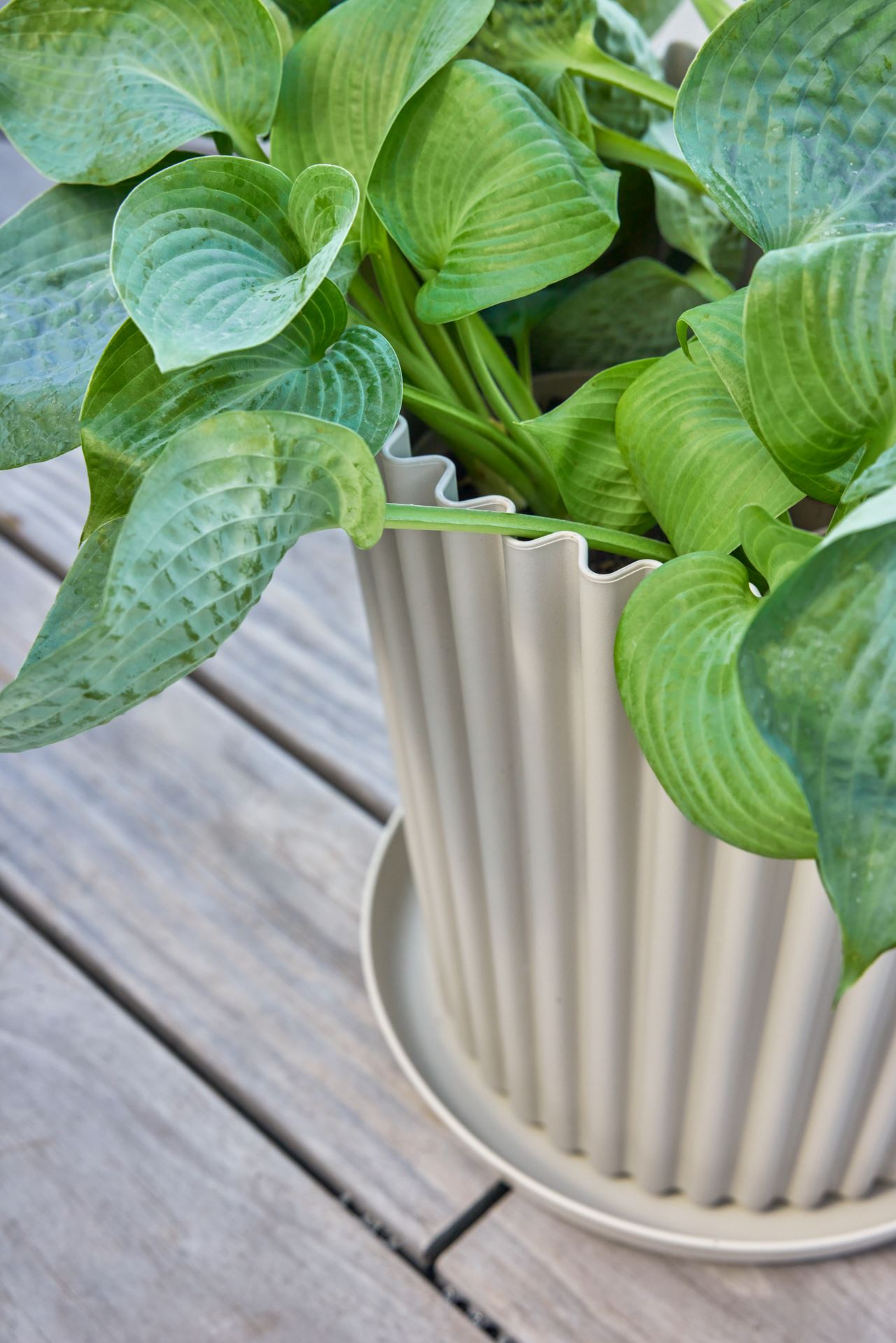 Ulkoruukku hiekka - 4