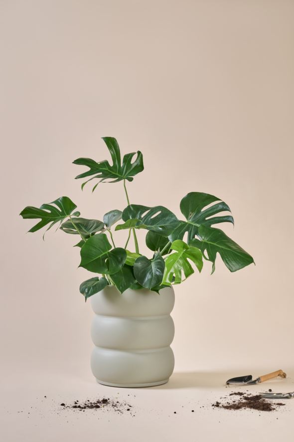 Ulkoruukku harmaanvihreä - 3