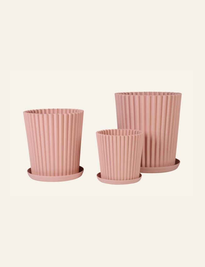 Ulkoruukku puuteriroosa - 4