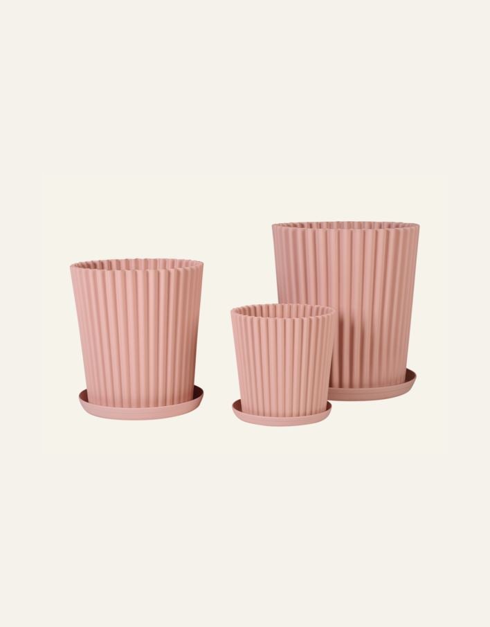 Ulkoruukku puuteriroosa - 4